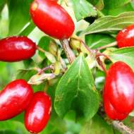 Саженец Кизил Владимирский